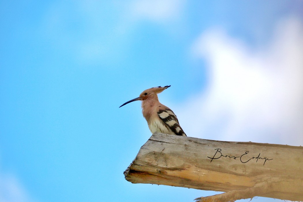 Common Hoopoe