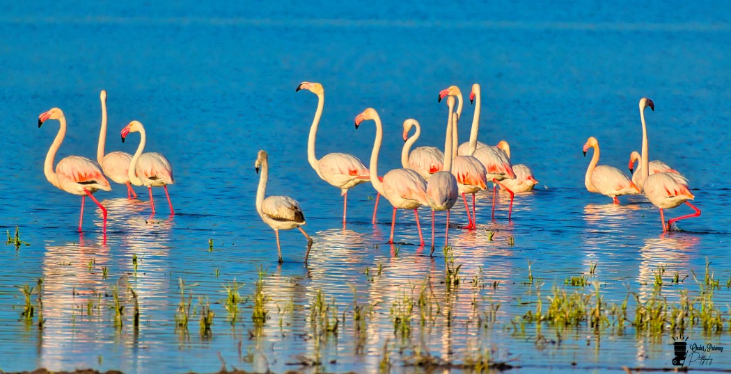 Greater Flamingo