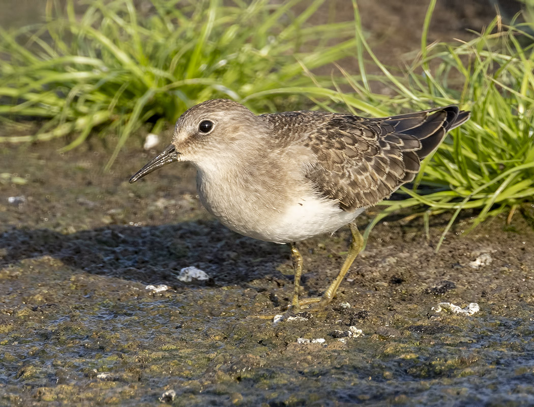 Temminck`s Stint