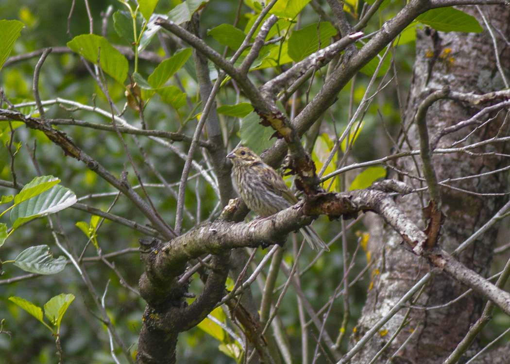 Cirl Bunting