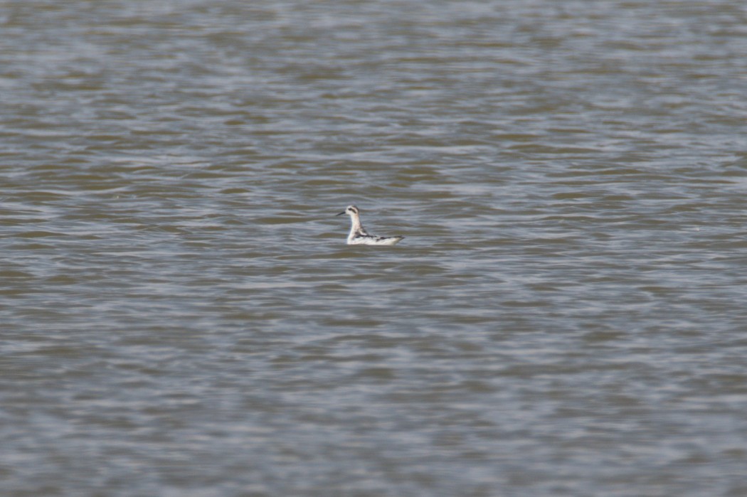 Red-necked Phalarope