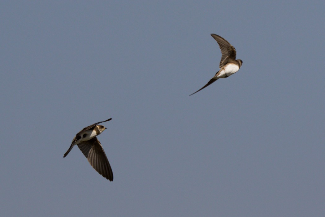 Sand Martin