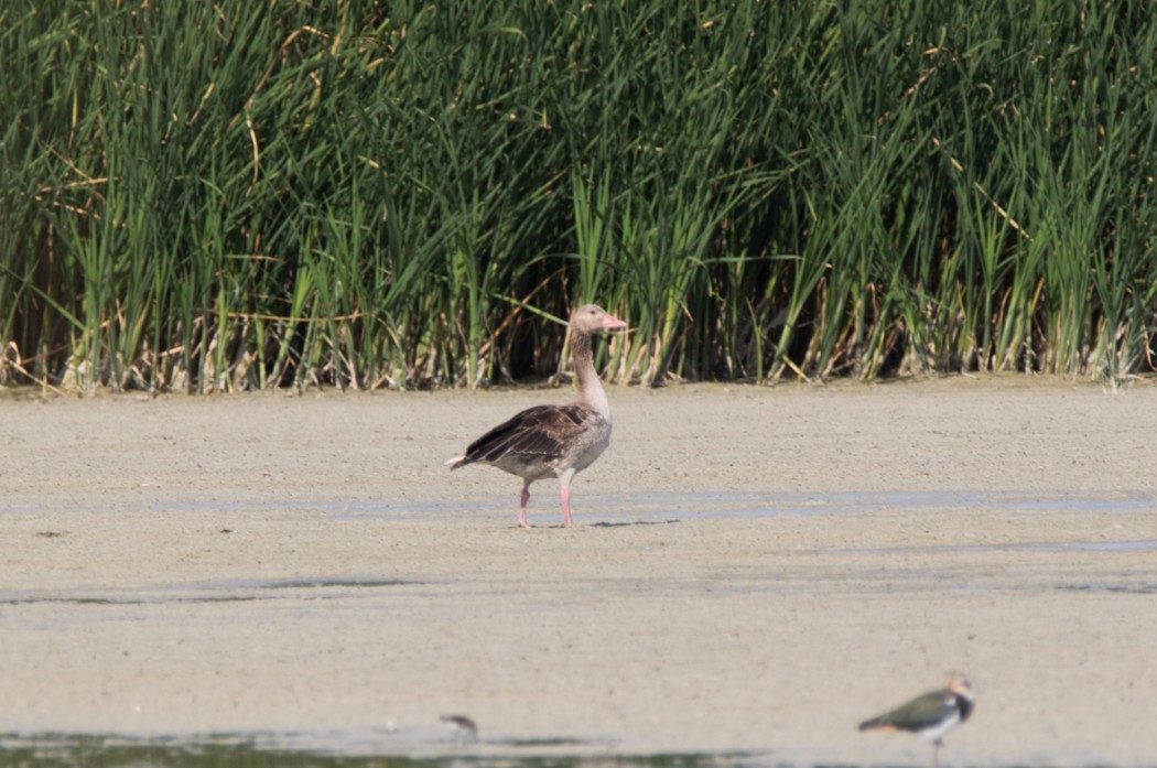 Greylag Goose