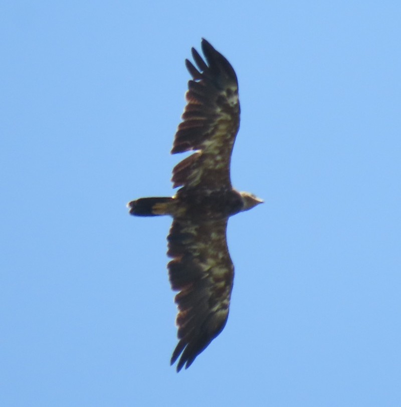 Lesser Spotted Eagle