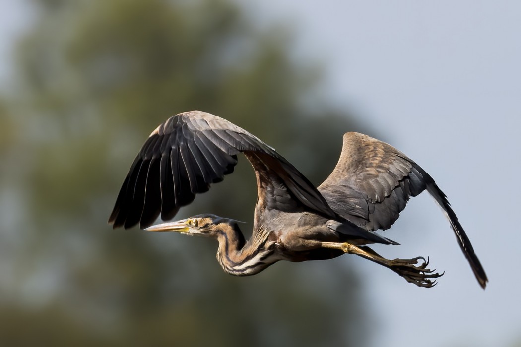 Purple Heron