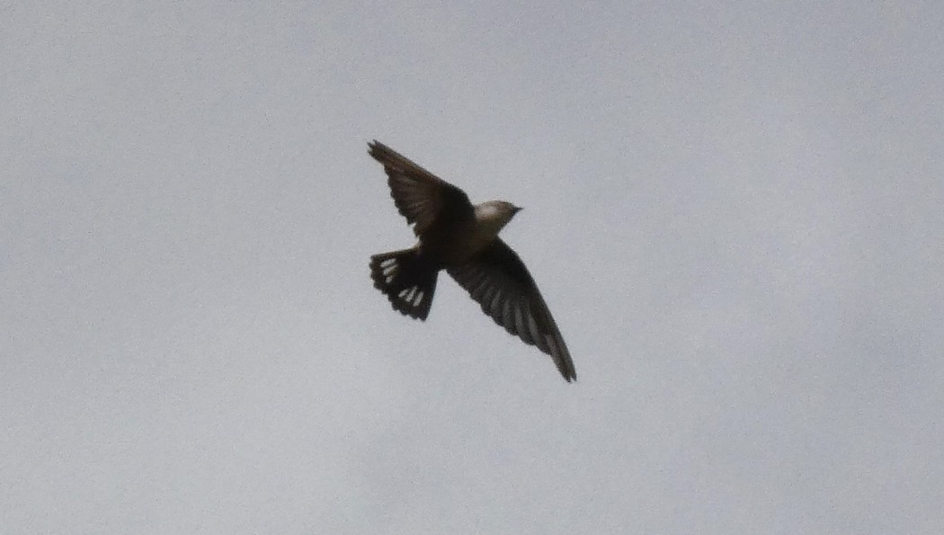 Eurasian Crag Martin