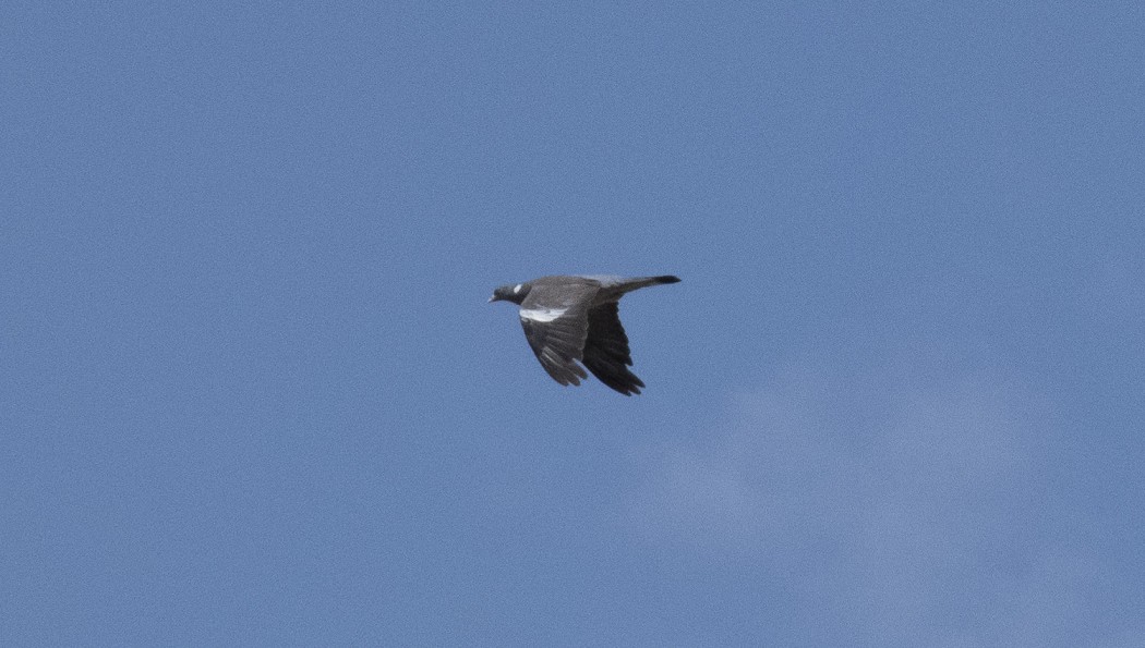Common Wood Pigeon