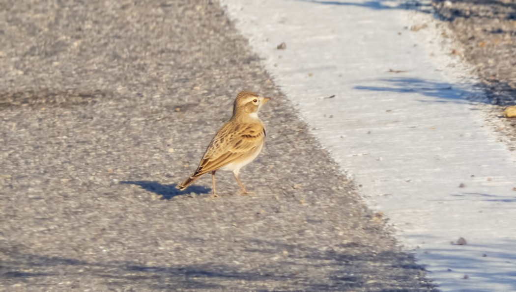 Greater Short-toed Lark