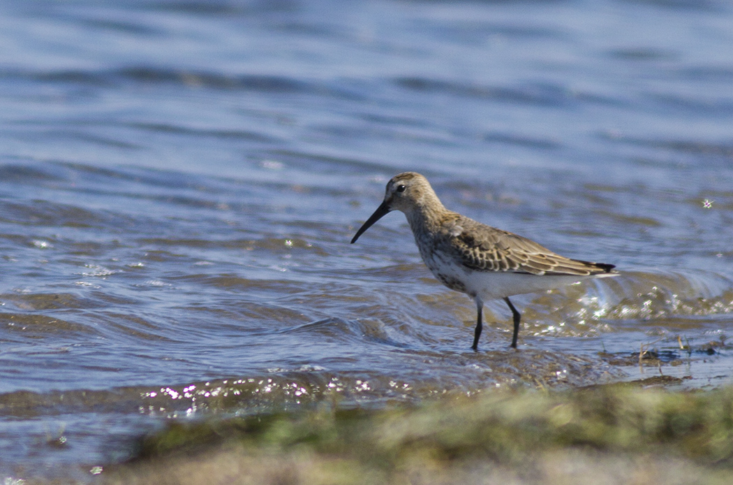 Dunlin