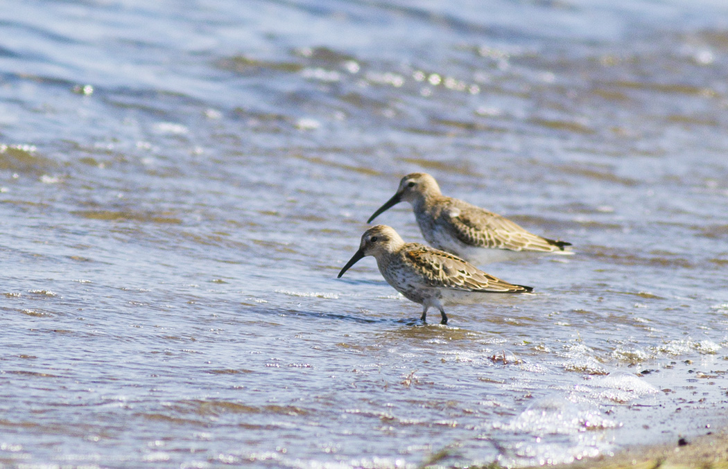 Dunlin
