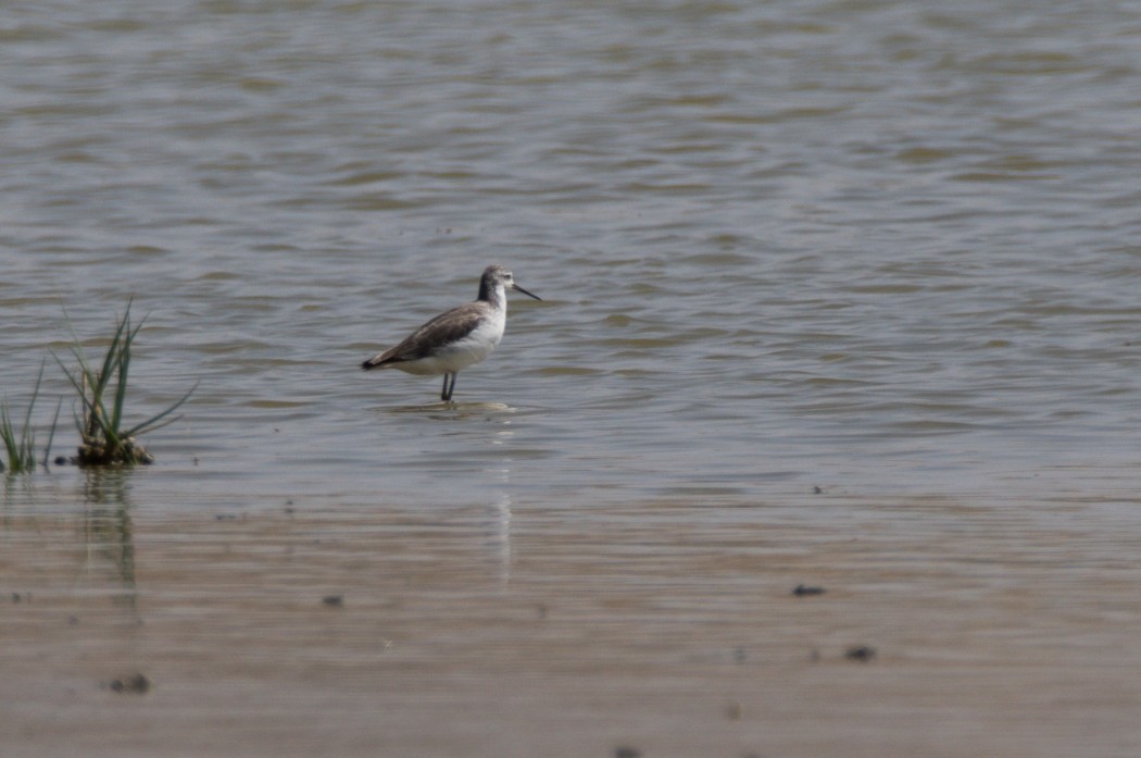 Marsh Sandpiper