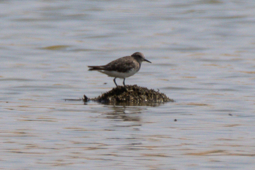 Temminck`s Stint
