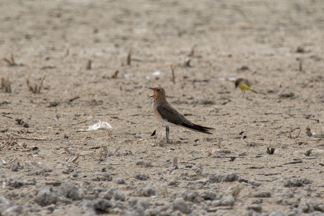 Collared Pratincole
