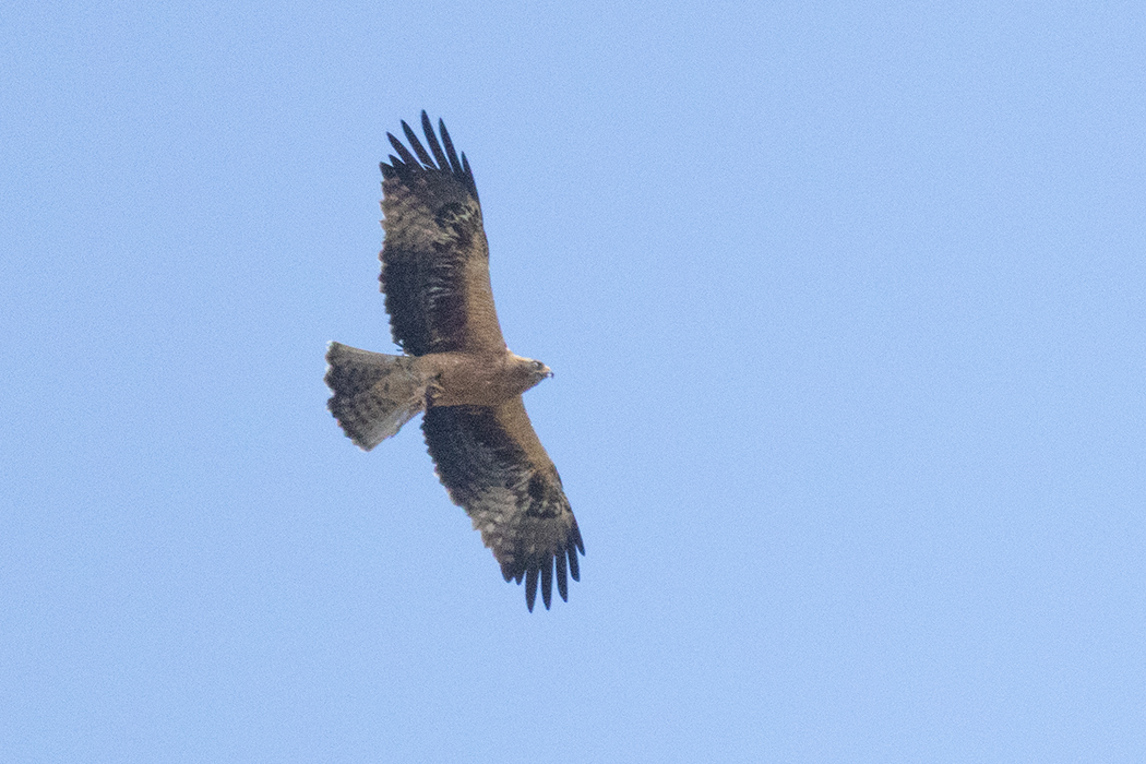 Booted Eagle