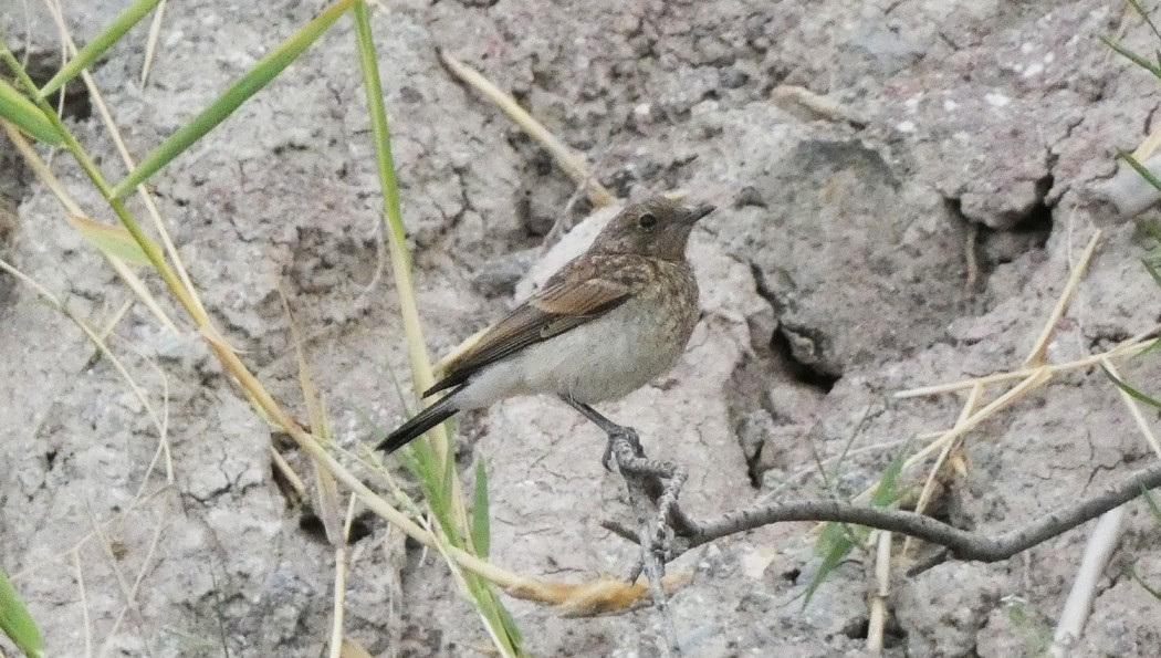 Northern Wheatear