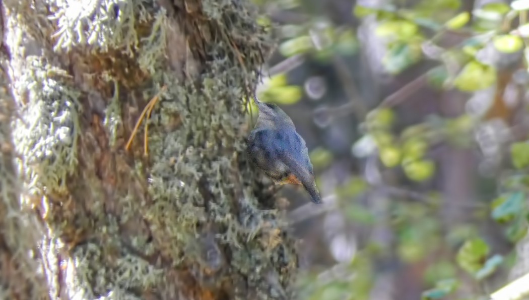 Krüper`s Nuthatch
