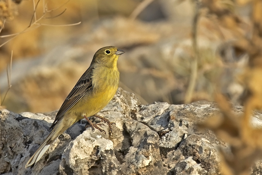 Cinereous Bunting