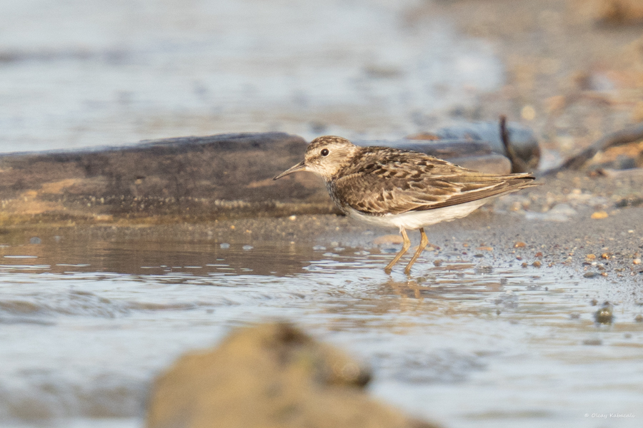 Temminck`s Stint