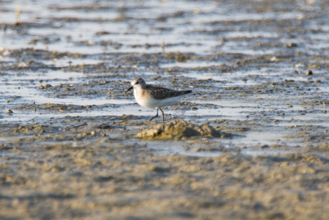 Little Stint