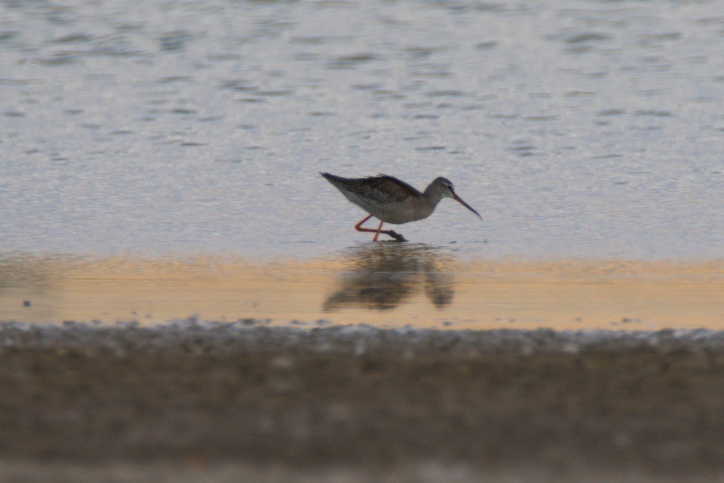 Spotted Redshank