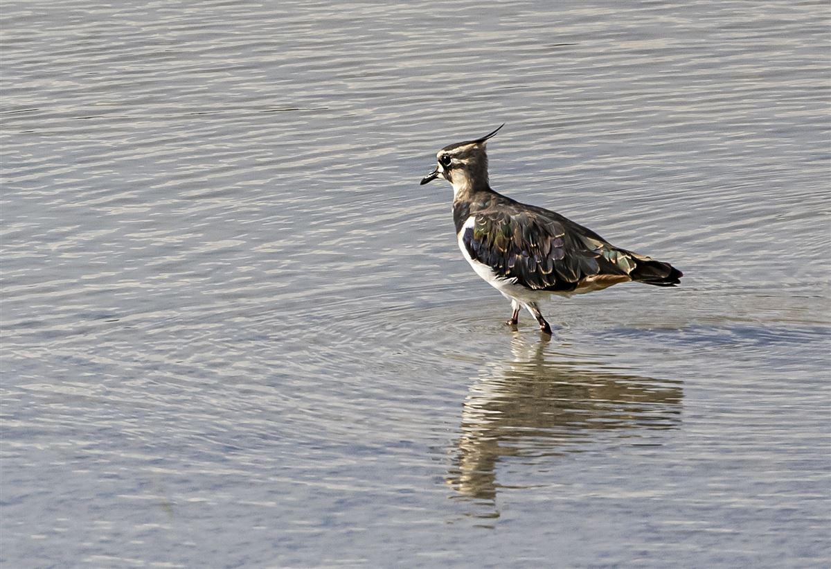 Northern Lapwing