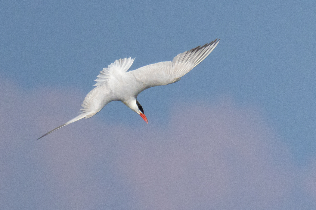 Caspian Tern