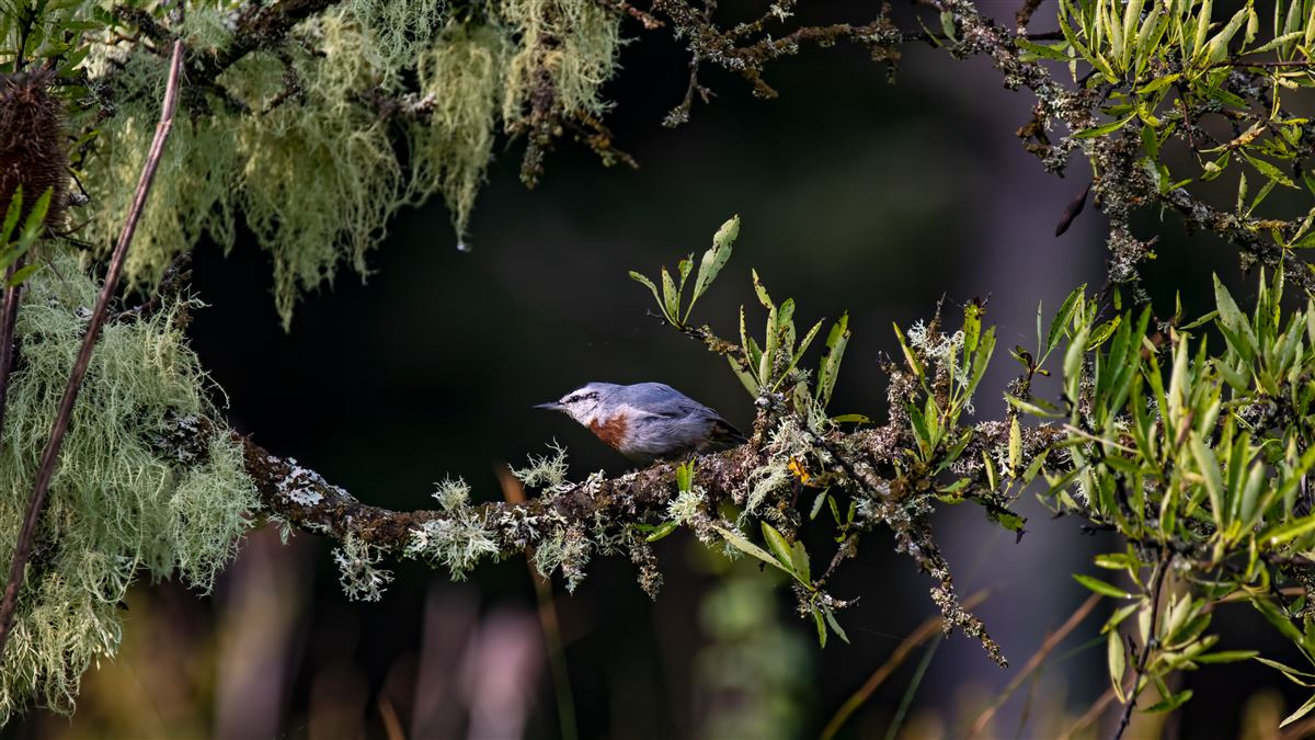 Krüper`s Nuthatch