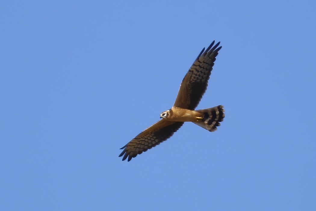 Pallid Harrier