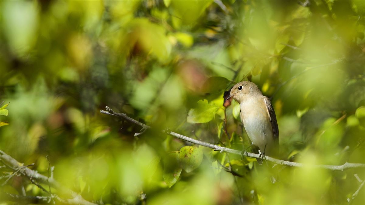 Red-breasted Flycatcher