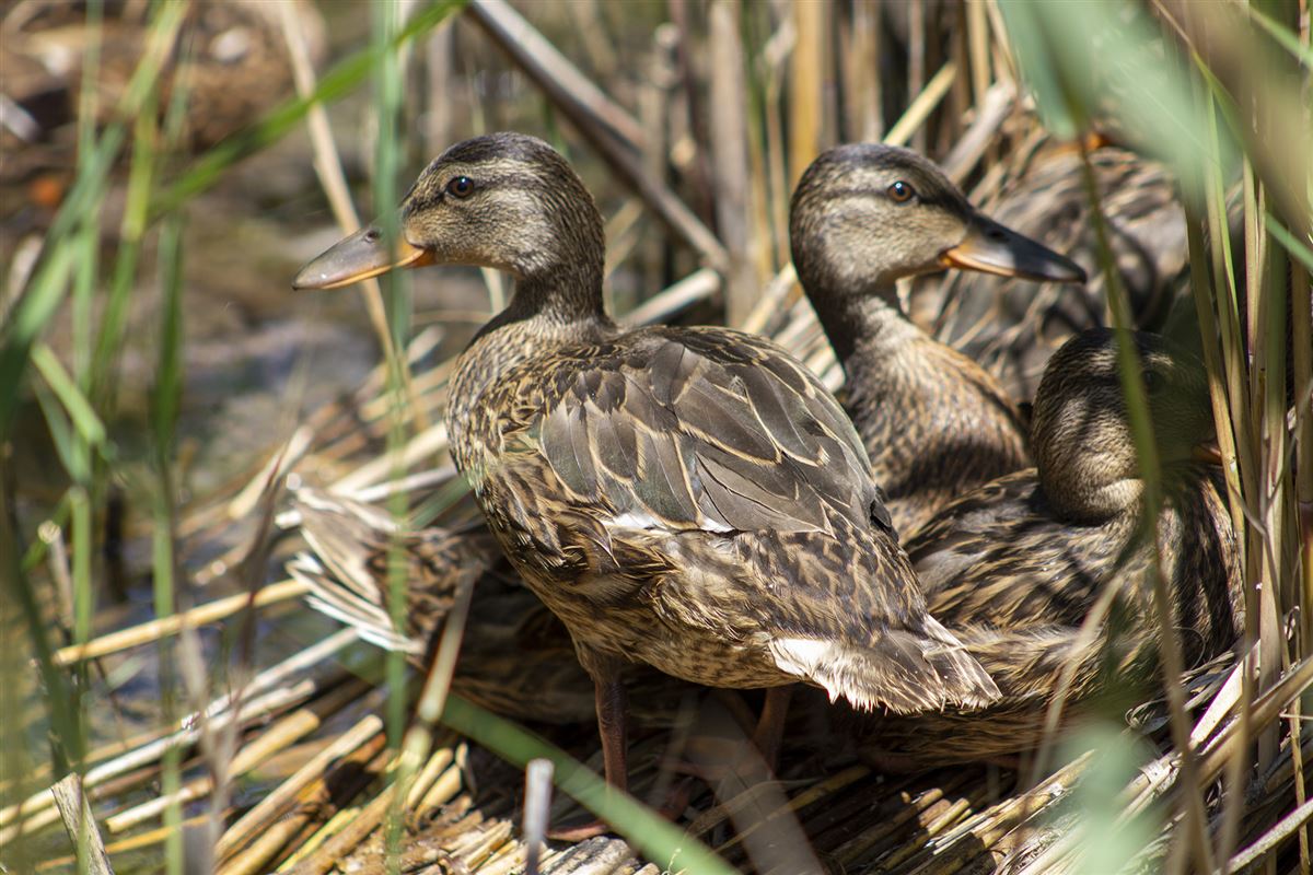 Mallard