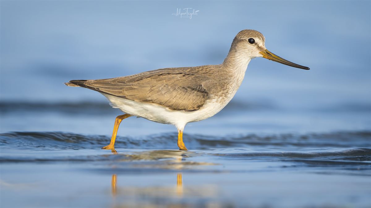 Terek Sandpiper