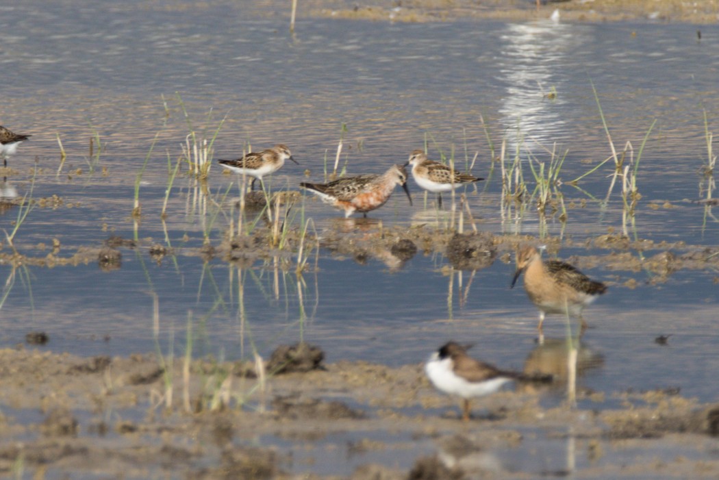 Curlew Sandpiper