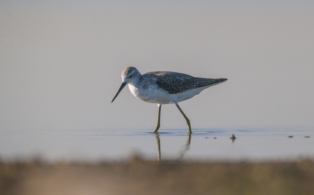 Marsh Sandpiper