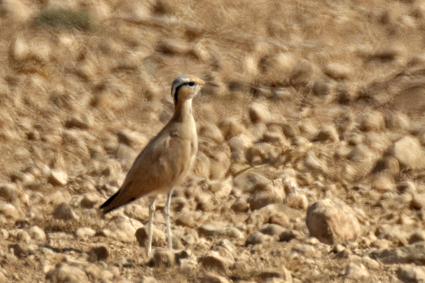 Cream-colored Courser