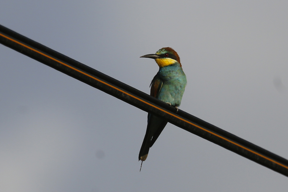 European Bee-eater