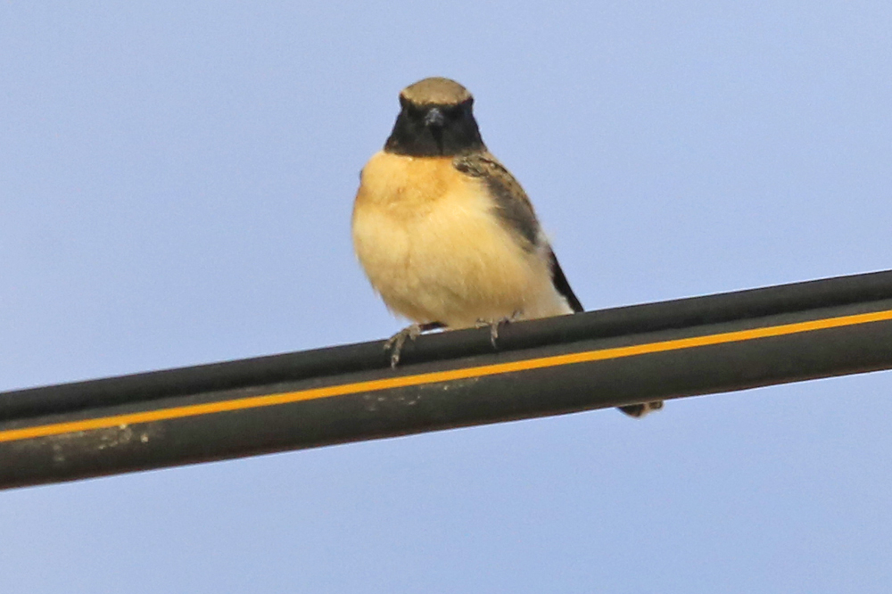 Black-eared Wheatear