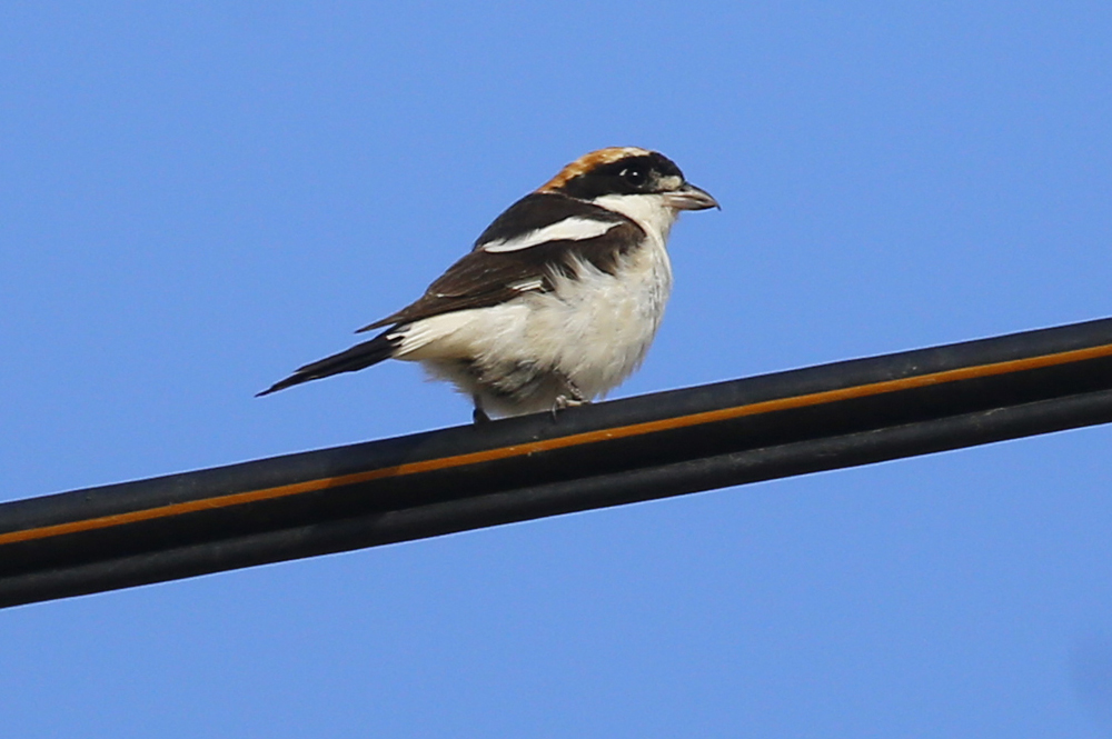 Woodchat Shrike