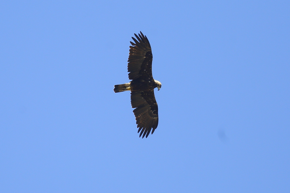 Eastern Imperial Eagle