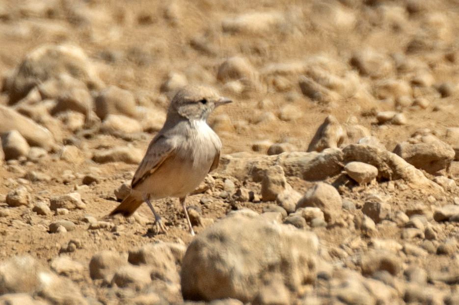 Bar-tailed Lark