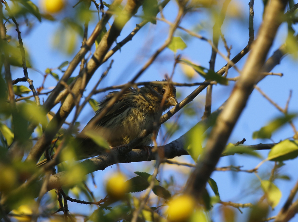 Cirl Bunting