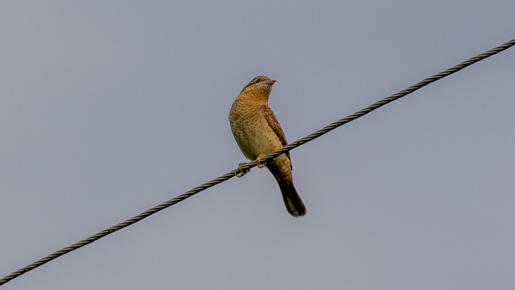 Eurasian Wryneck