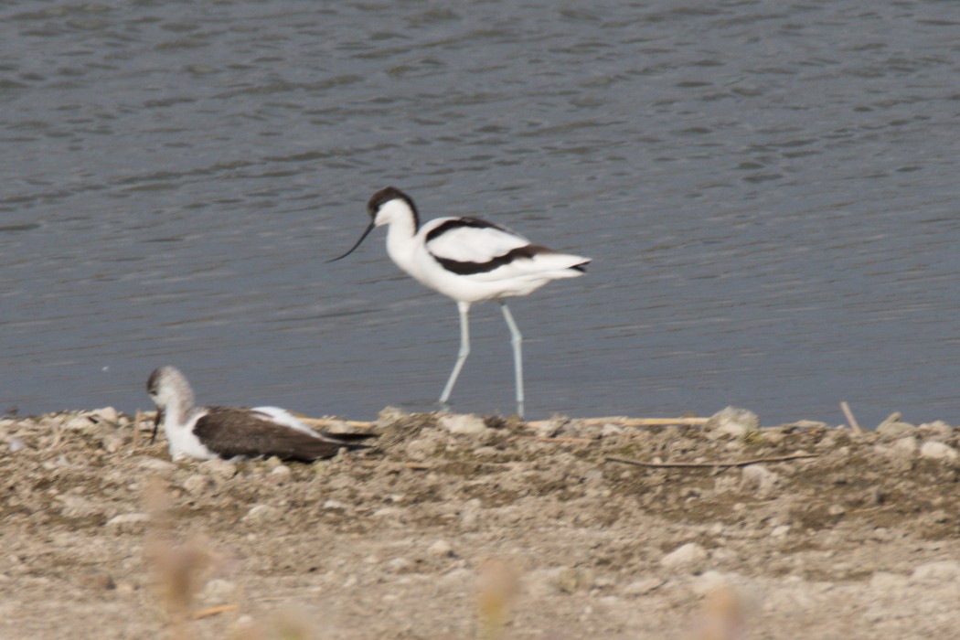 Pied Avocet