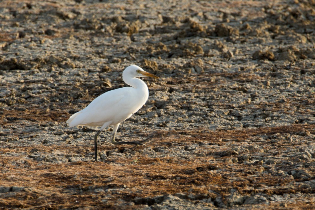 Western Cattle Egret