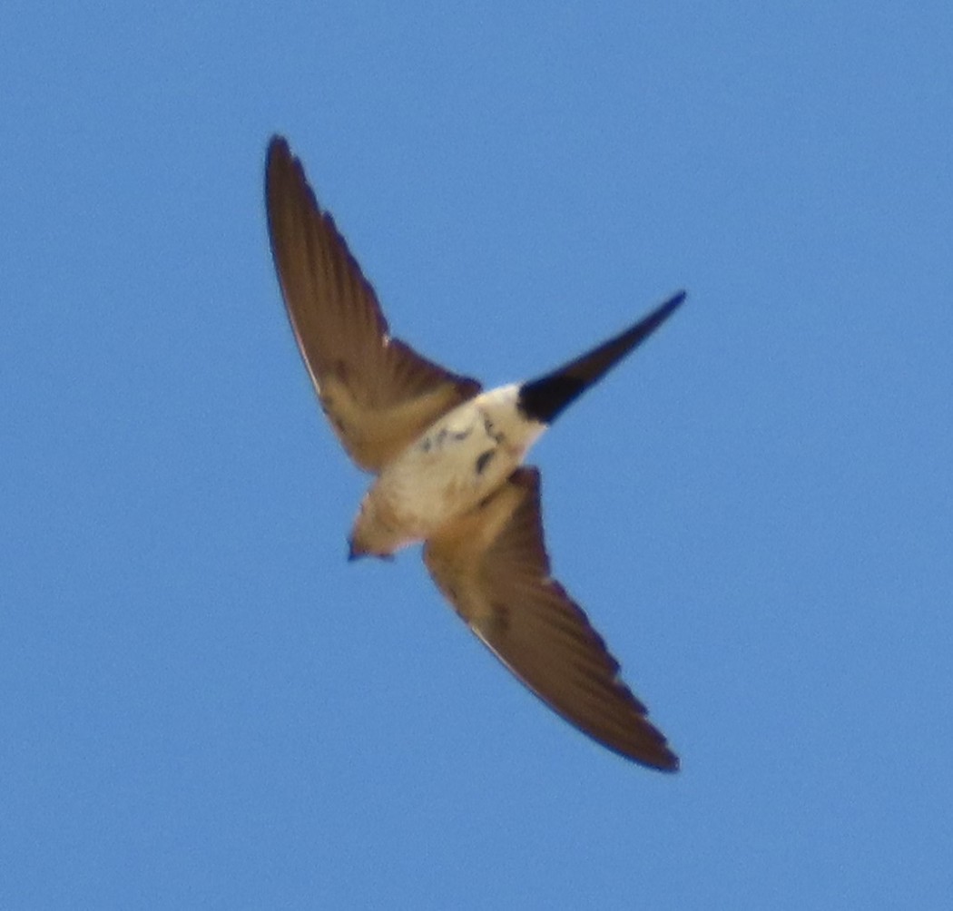 European Red-rumped Swallow