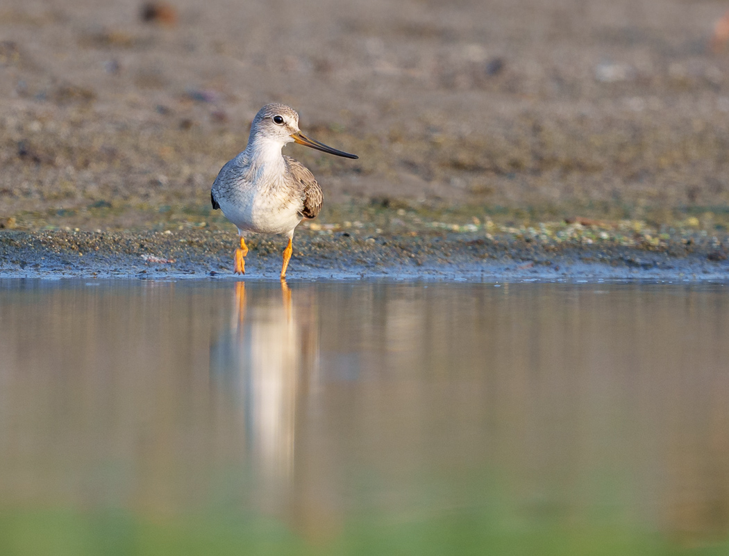 Terek Sandpiper