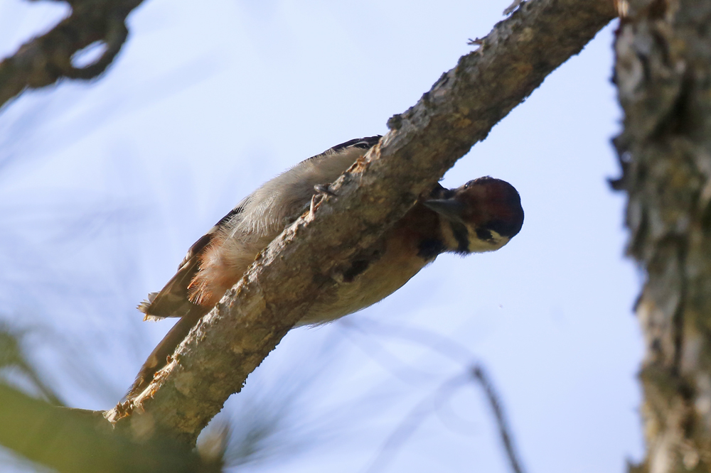 Great Spotted Woodpecker