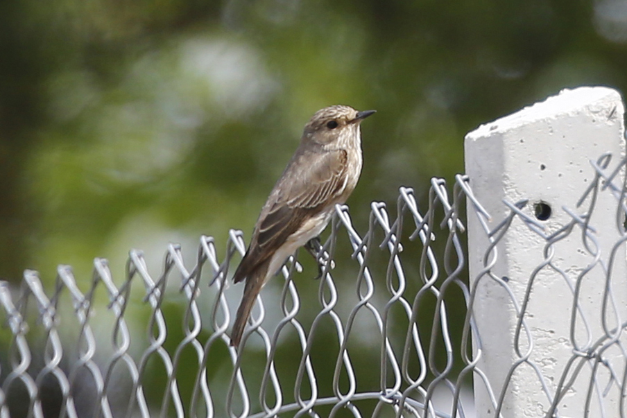 Spotted Flycatcher