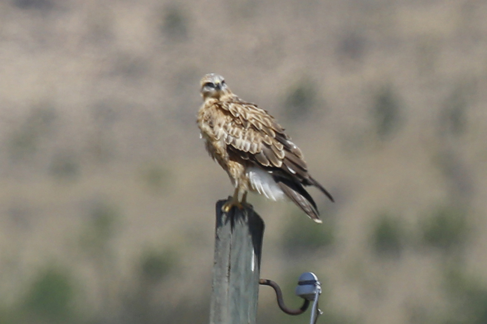Long-legged Buzzard