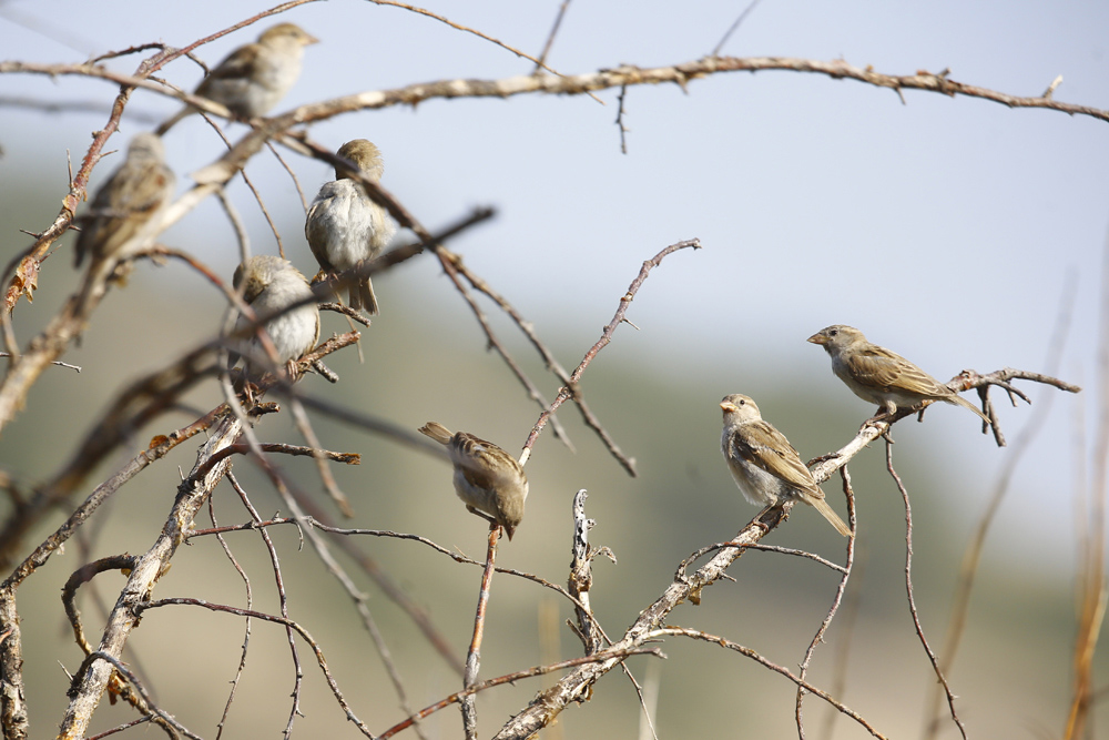 House Sparrow