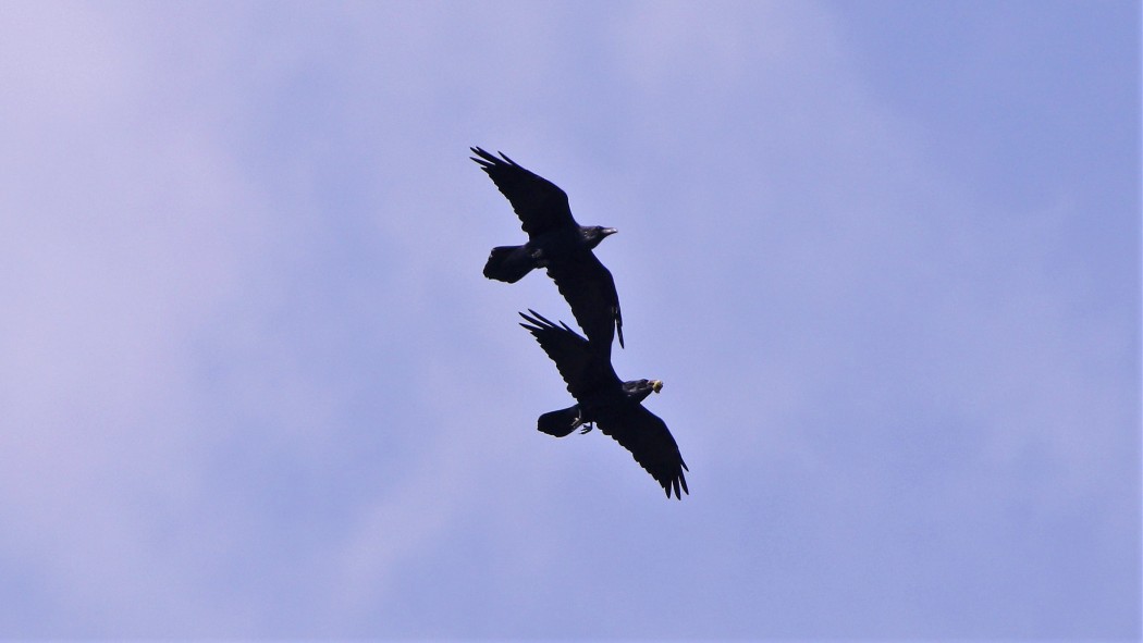 Northern Raven
